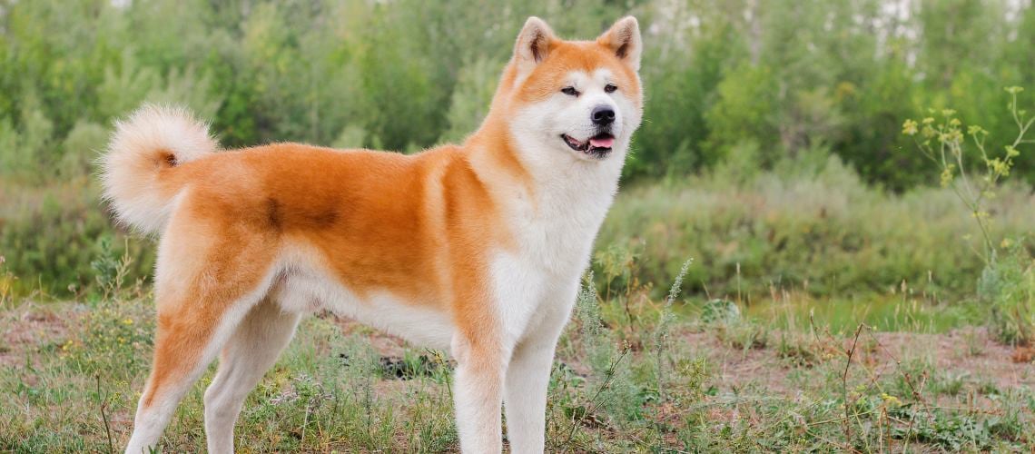 Beautiful male Japanese dog Akita inu, walking in nature