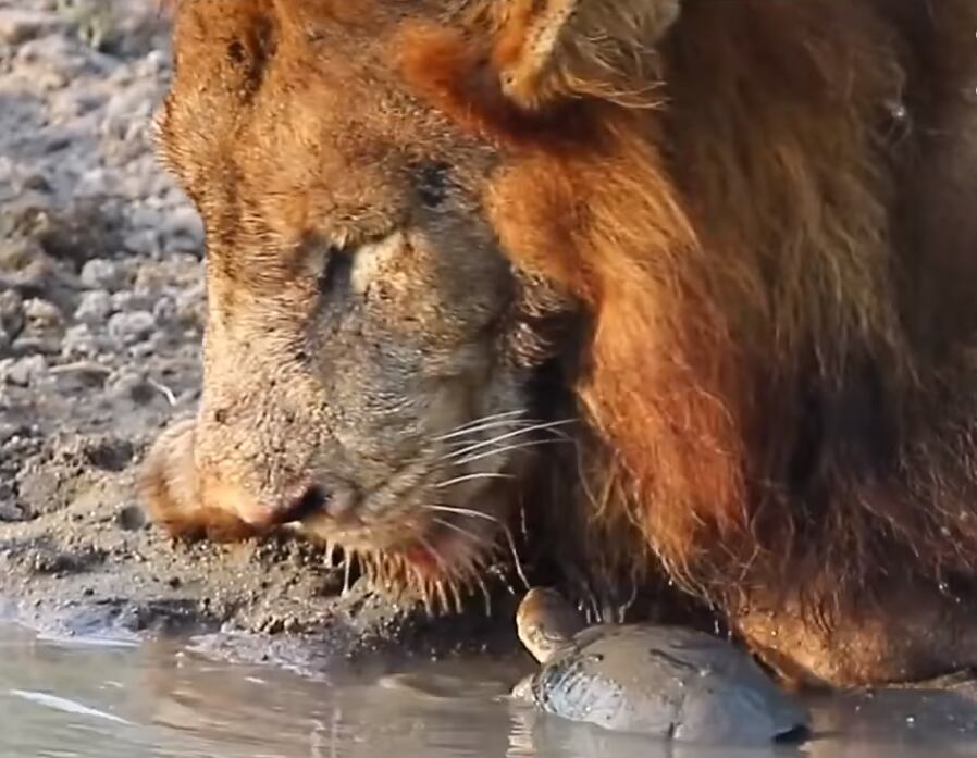 Sin miedo ni dejarse intimidar, la tortuga les hizo frente a los dos felinos hasta que se retiraron. Foto: Captura web.