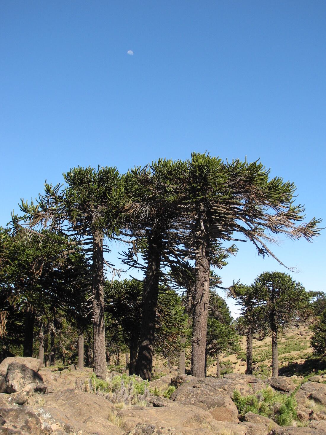 Individuos adultos de Araucaria araucana mostrando su característica copa aparasolada en un ambiente xérico como el de Sainuco, provincia del Neuquén