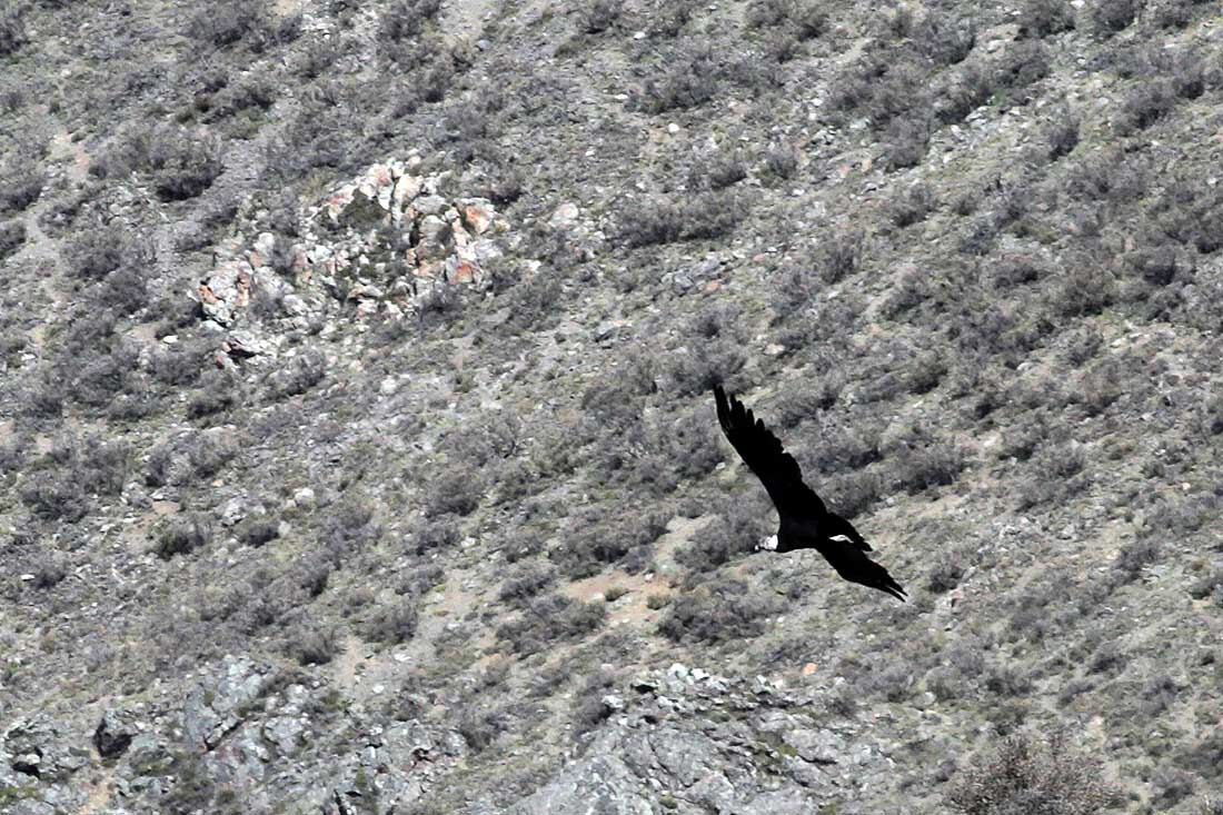 El cóndor andino es una especie en peligro de extinción.