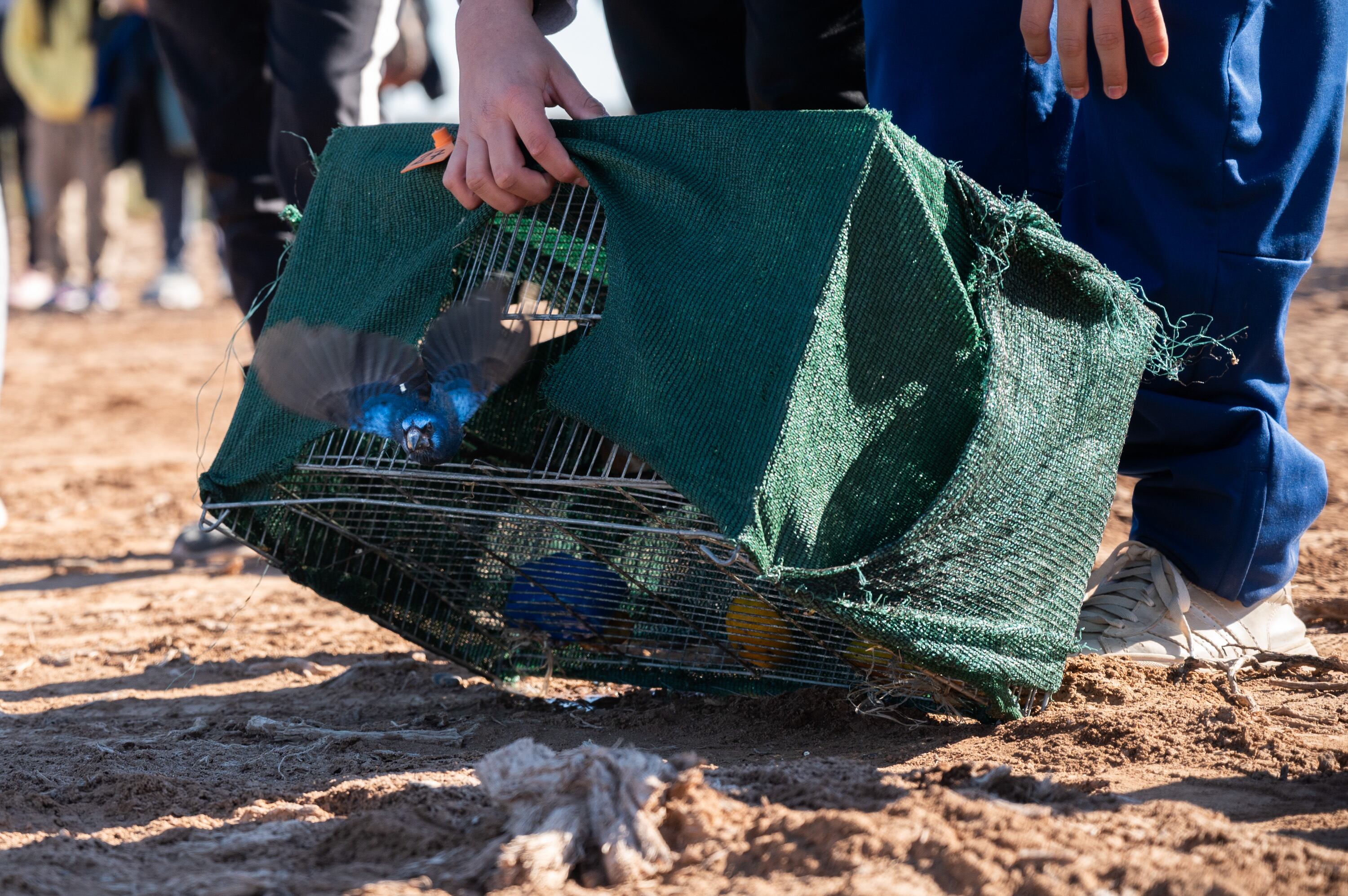 Regresaron a su hábitat a 21 aves que habían sido rescatadas en cautiverio y luego de rehabilitarlas. Foto: Prensa Ministerio de Ambiente y Energía.