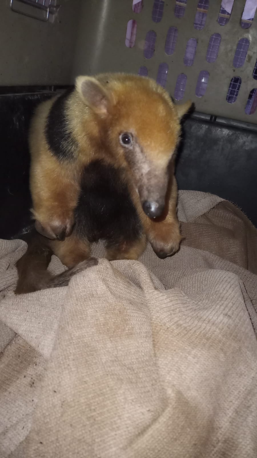 Fotos y video: el oso rescatado en Santa Rosa ya tiene nombre, está mucho mejor y su liberación es inminente. Foto: Gentileza Fundación Cullunche