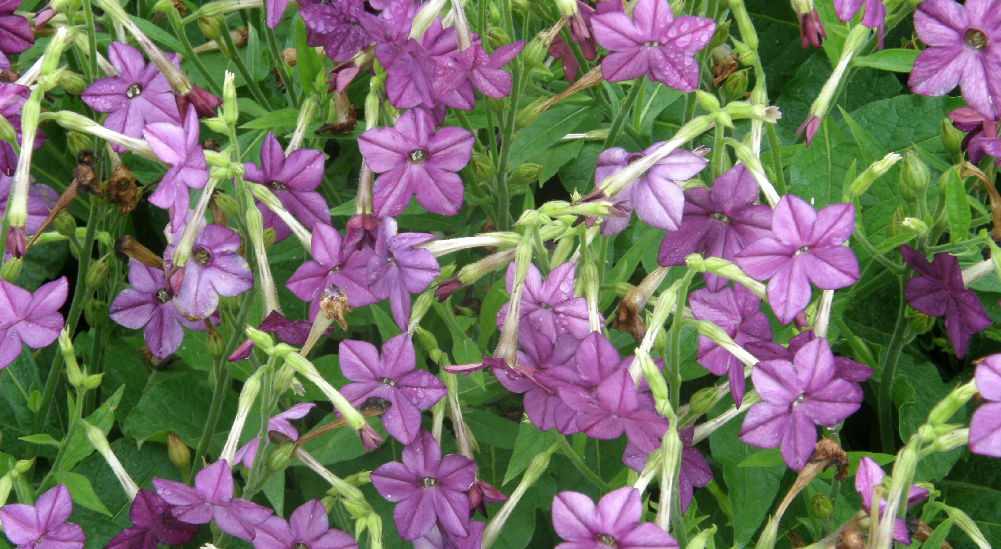 Las nicotianas son un género de herbáceas, entre las cuales está la planta del tabaco. Como contiene nicotina en sus hojas, es poco atacada por los insectos.