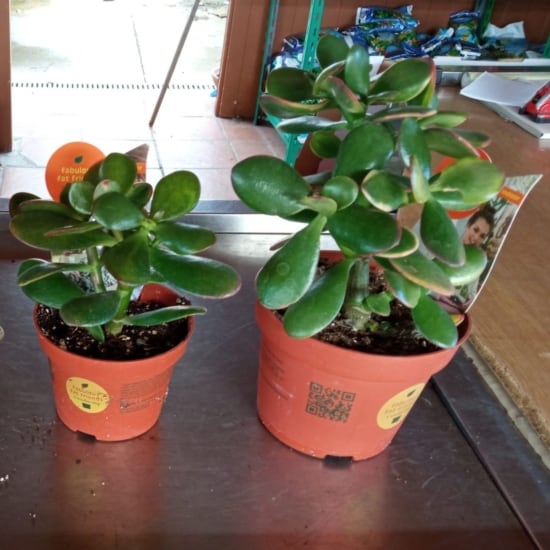 El Árbol de Jade, conocido científicamente como Crassula ovata, es una planta suculenta originaria de Sudáfrica.