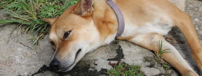 Cómo actuar ante convulsiones en perros.