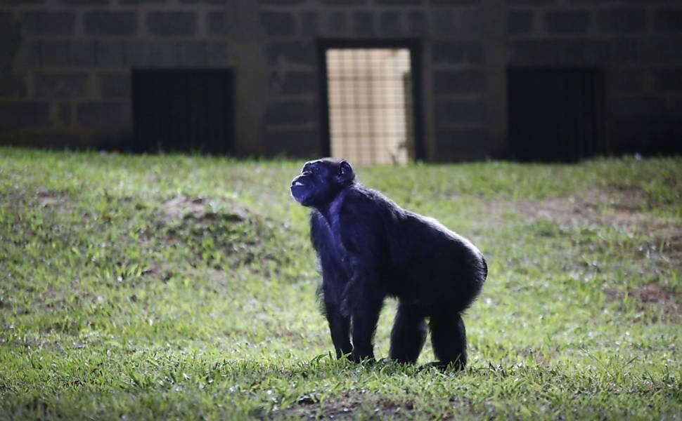 Cecilia, la chimpancé que le “abrió la puerta” a los animales del Ecoparque. Foto: Archivo / Los Andes.