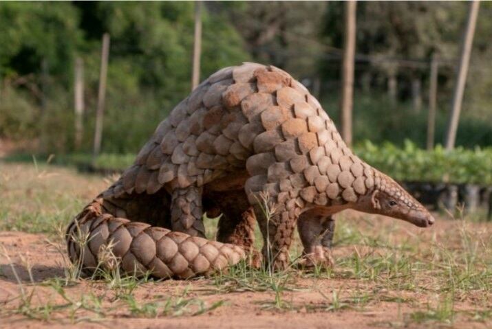 Es un mamífero que habita en los bosques, pastizales y matorrales de África y Asia. Foto: Web