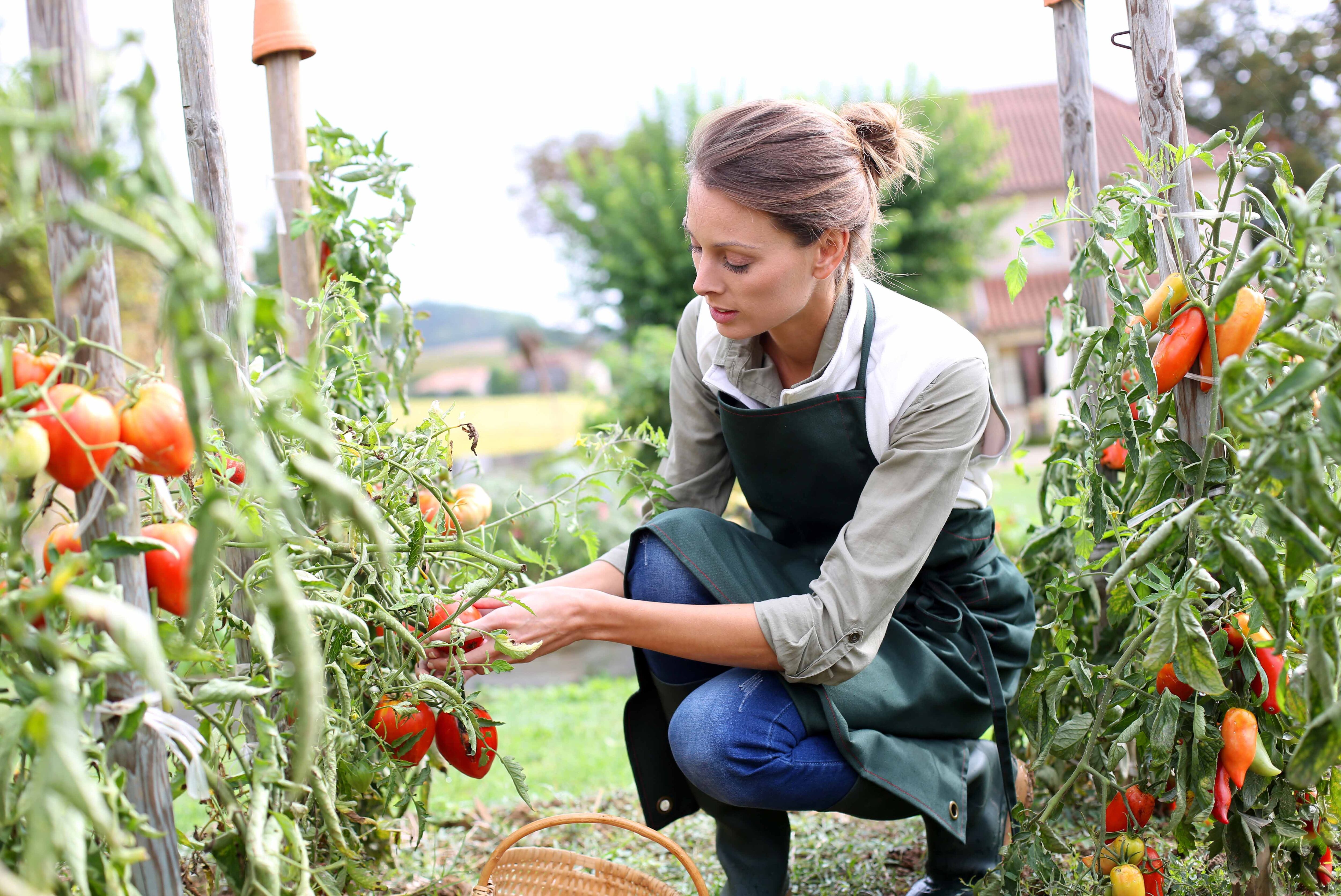 Cosechá ahora tus tomates, aunque no estén del todo maduros; si los dejás más tiempo en la planta, las primeras heladas fuertes los malograrán.