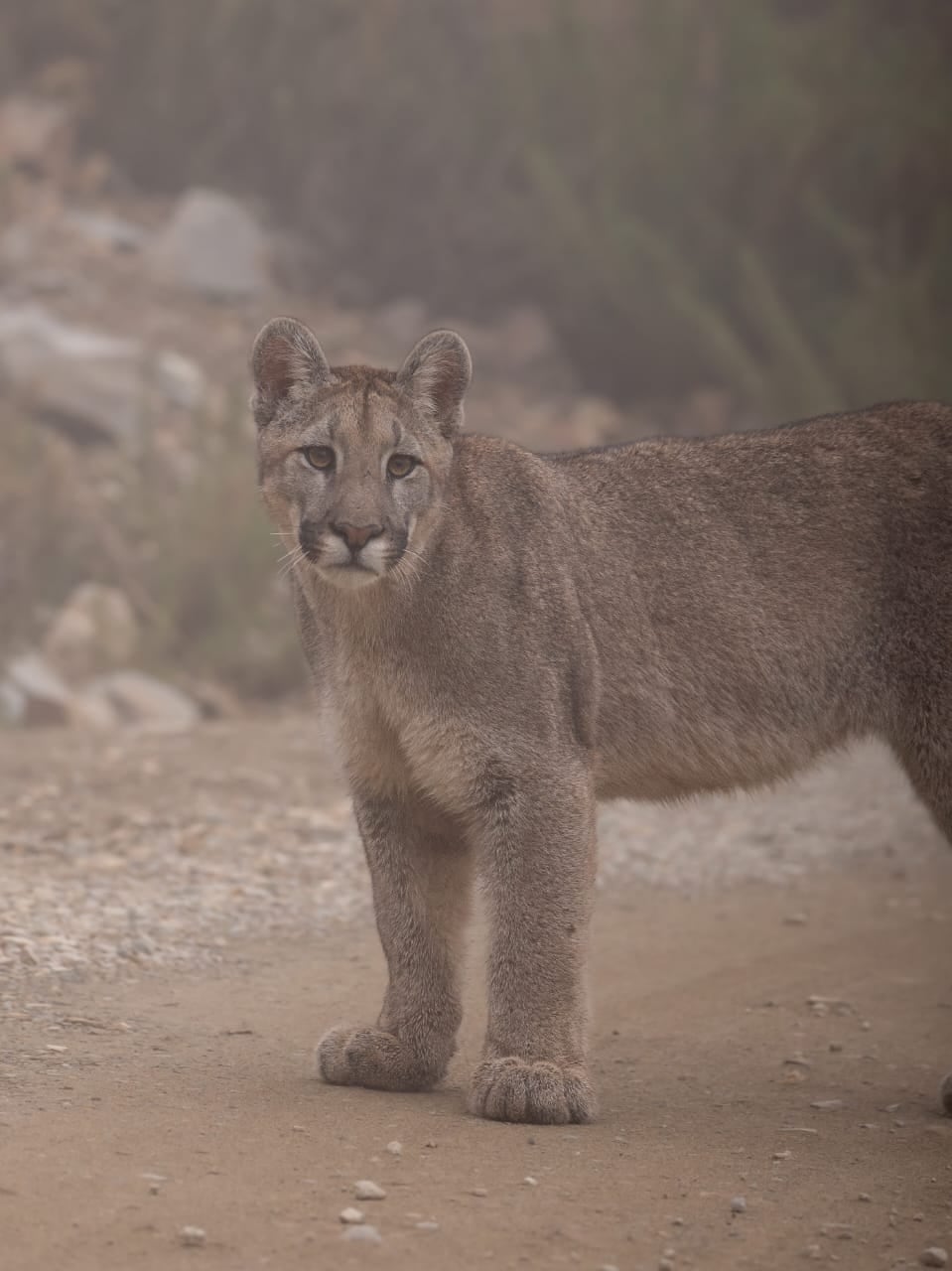 Las impactantes fotos de toda una familia de pumas en Villavicencio, tomadas hace un mes. Foto: Martín Pérez - Guardaparque Reserva Villavicencio