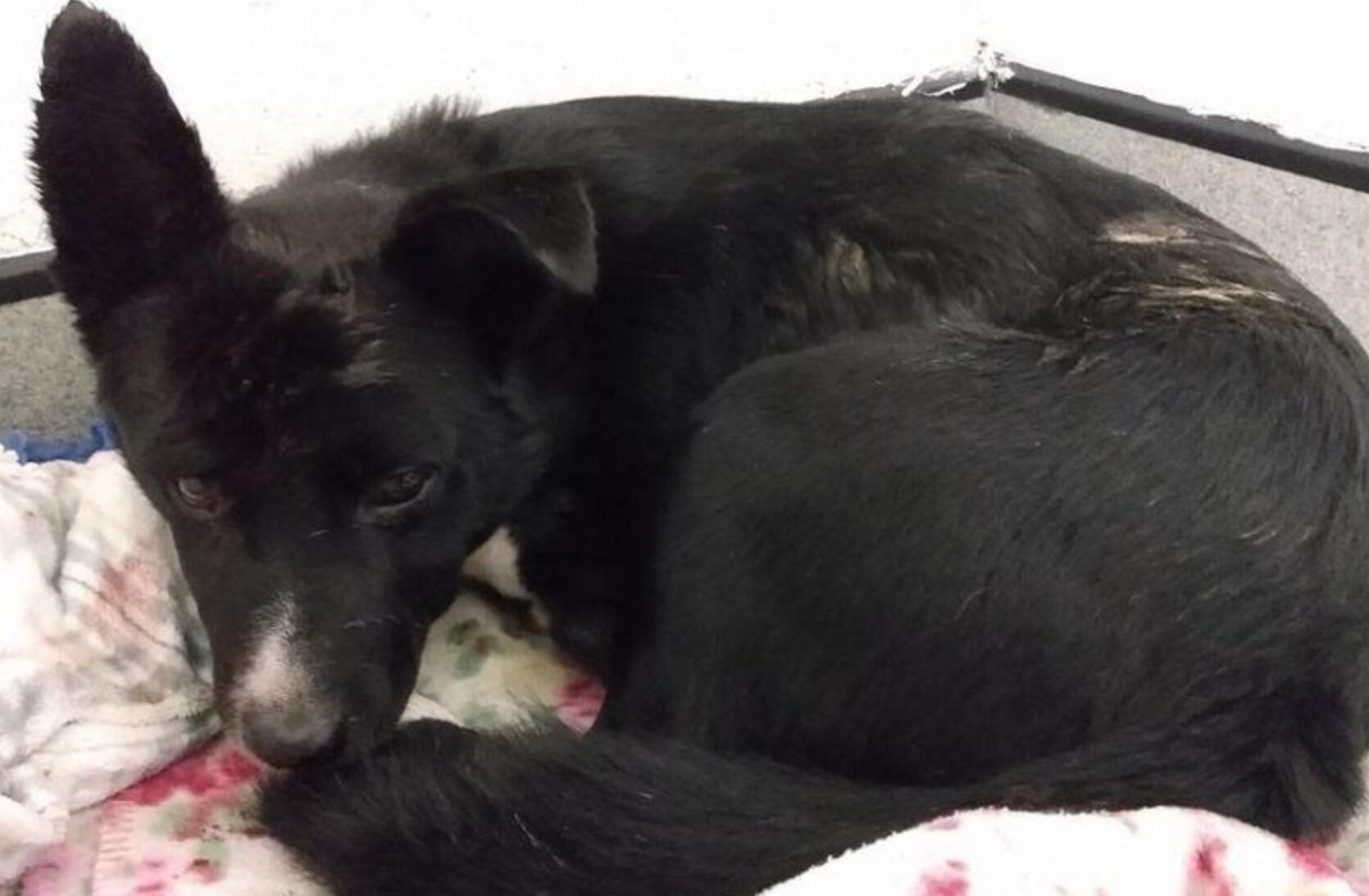 Jake es un perro enterrado vivo bajo rocas en Escocia pero logró sobrevivir.