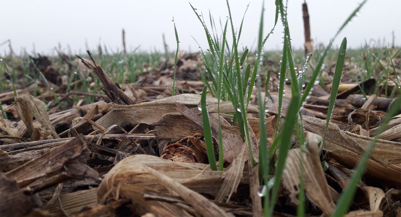 CULTIVO DE TRIGO. Significó el crecimiento de la Mendoza harinera