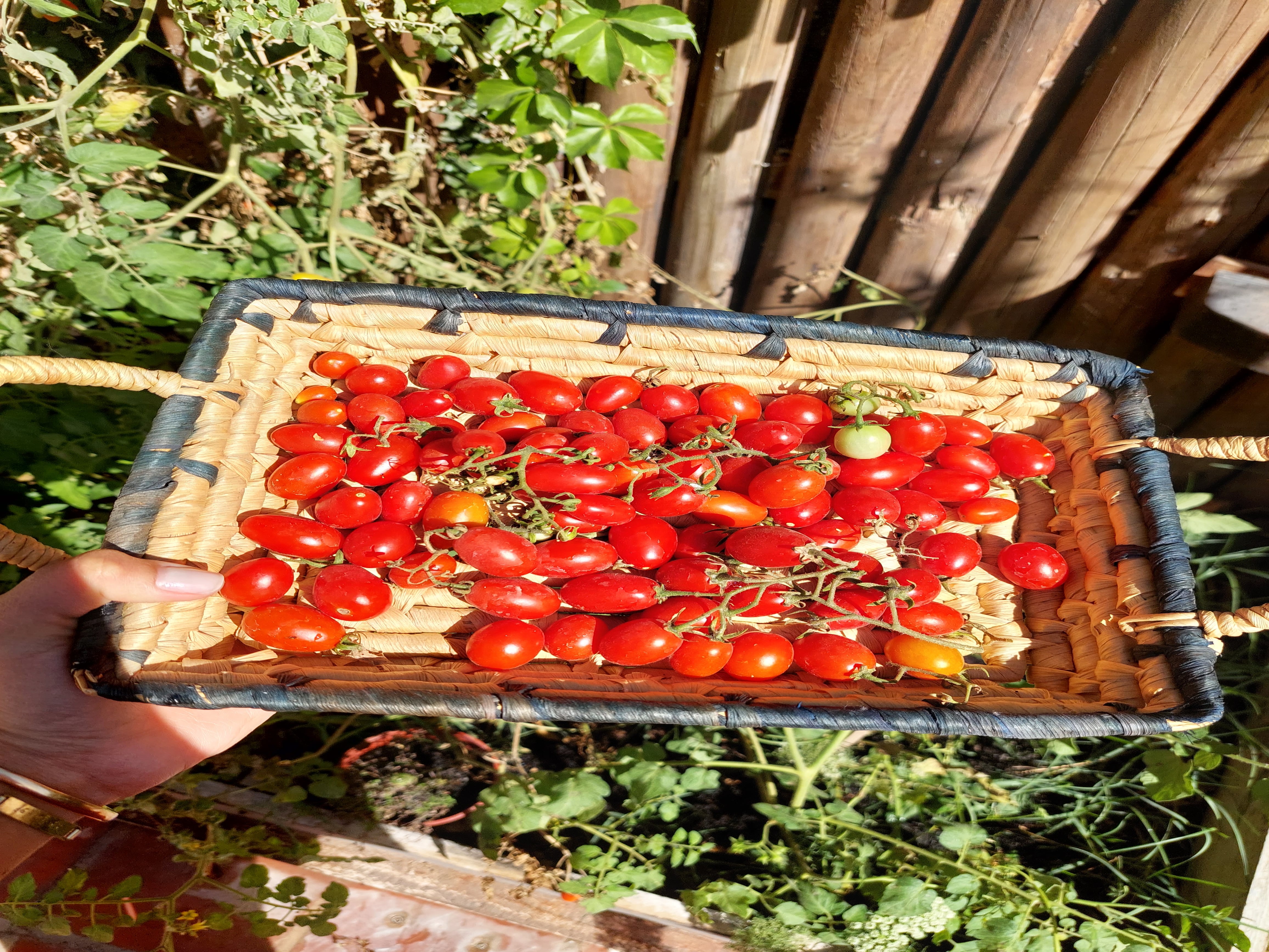 “Todo es más tierno y con mucho mas aroma. El sabor cambia, es mucho mejor”, dijo Valentina sobre consumir verduras de cultivo propio.