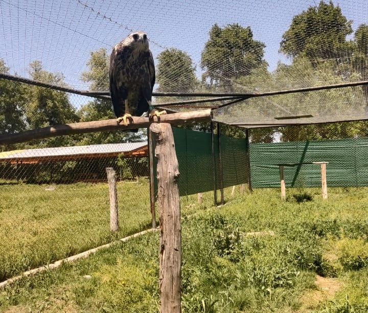 Saturno McLane, el águila coronada que lleguó desde Buenos AIres a completar la rehabilitación en Mendoza. Foto: Gentileza Fauna Silvestre.