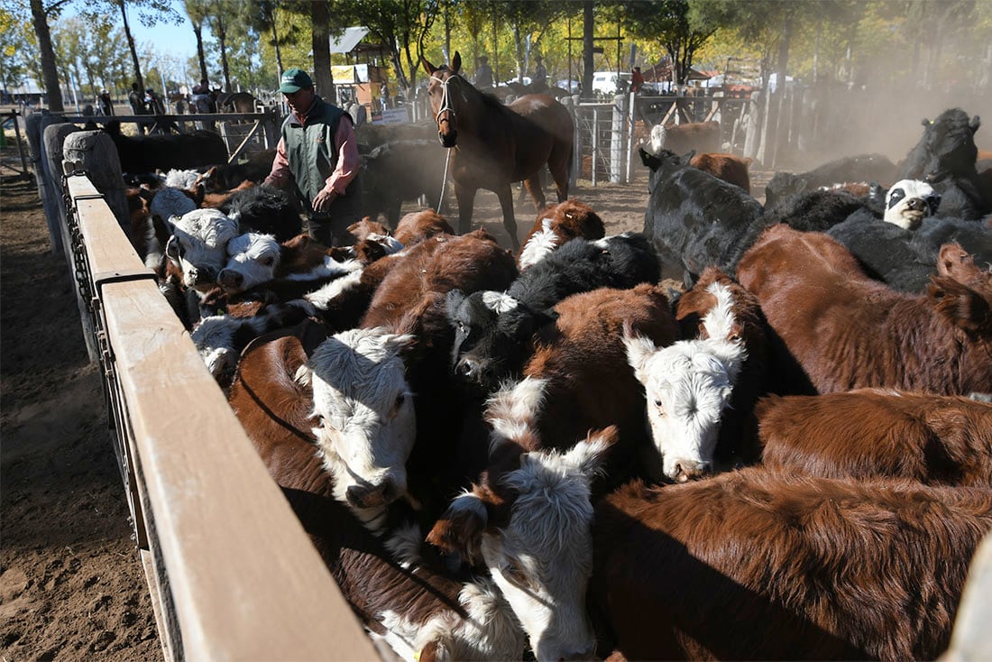 41° Fiesta Nacional de la Ganadería de Zonas Áridas en General Alvear

Foto: Ignacio Blanco / Los Andes