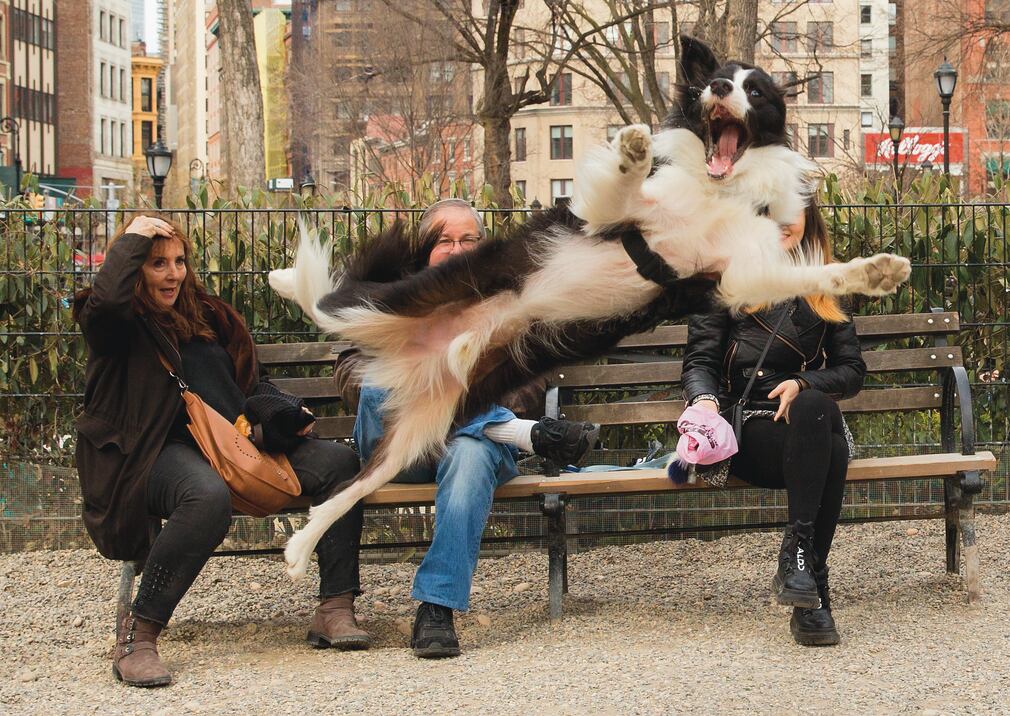 A puros saltos y ladridos. Foto: Chris Porsz / Comedy Pets