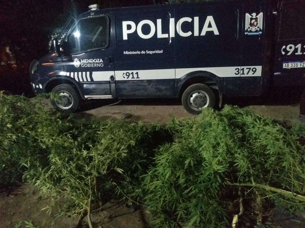 Los uniformados se encontraron con algunas plantas de marihuana.