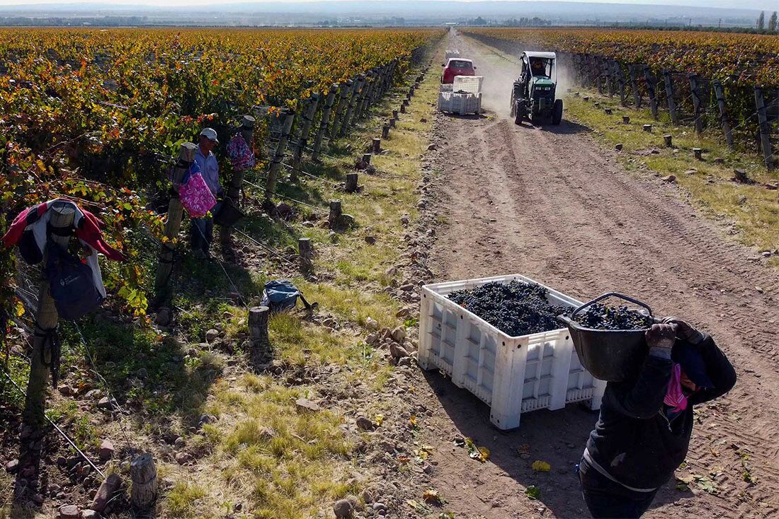 Cosecha de Malbec en Finca Argento en Alto Agrelo