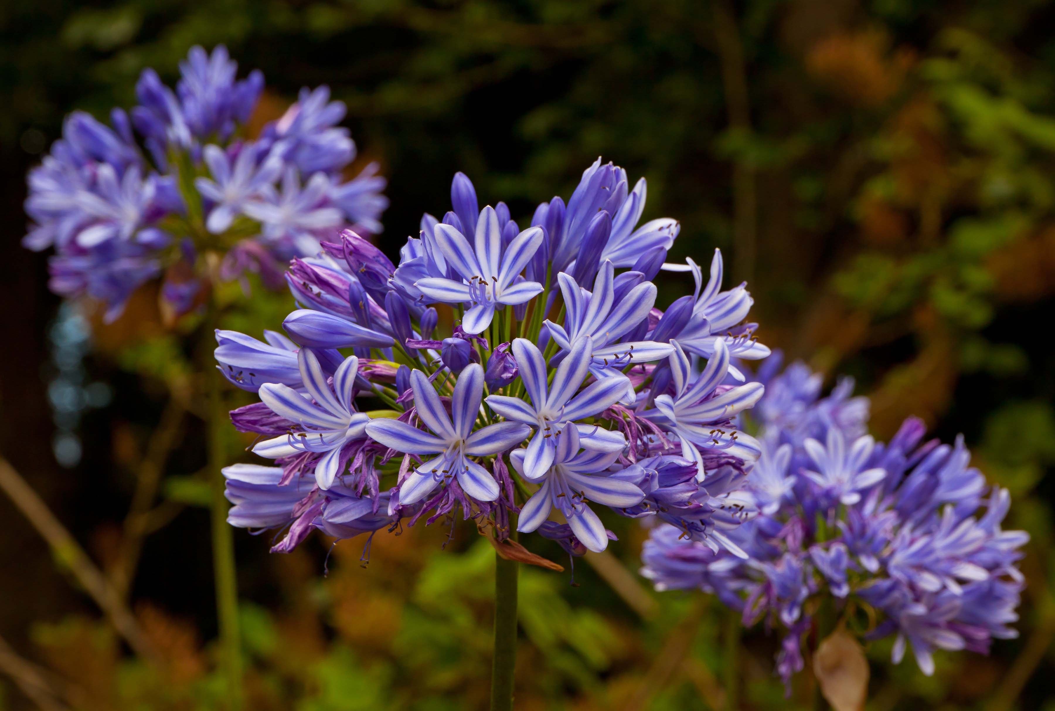 El agapanthus es un auténtico amante del sol, pero también puede plantarse también en semisombra. En ambas ubicaciones florecerá sin problemas.