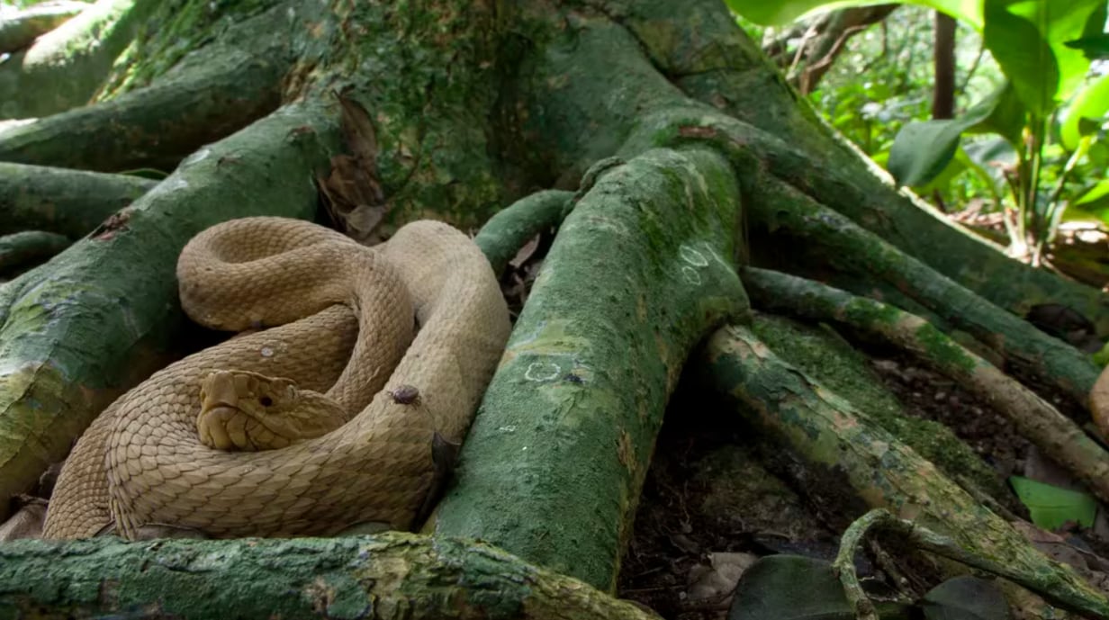 Ilha da Queimada Grande, Isla de las Cobras, Brasil. Foto: Infobae