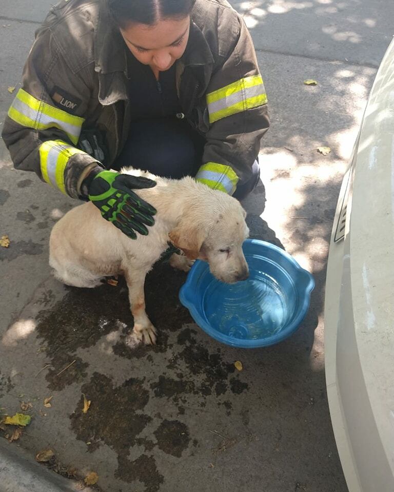 Es bombera, casi pierde su brazo por una bala y le salvó la vida a una perrita coja en un zanjón. Foto: Facebook Bomberos Voluntarios de Godoy Cruz.