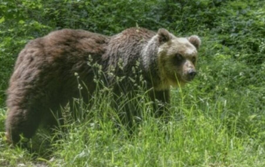 Buscan identificar al ejemplar que lo mató - Foto Il Gazzettino