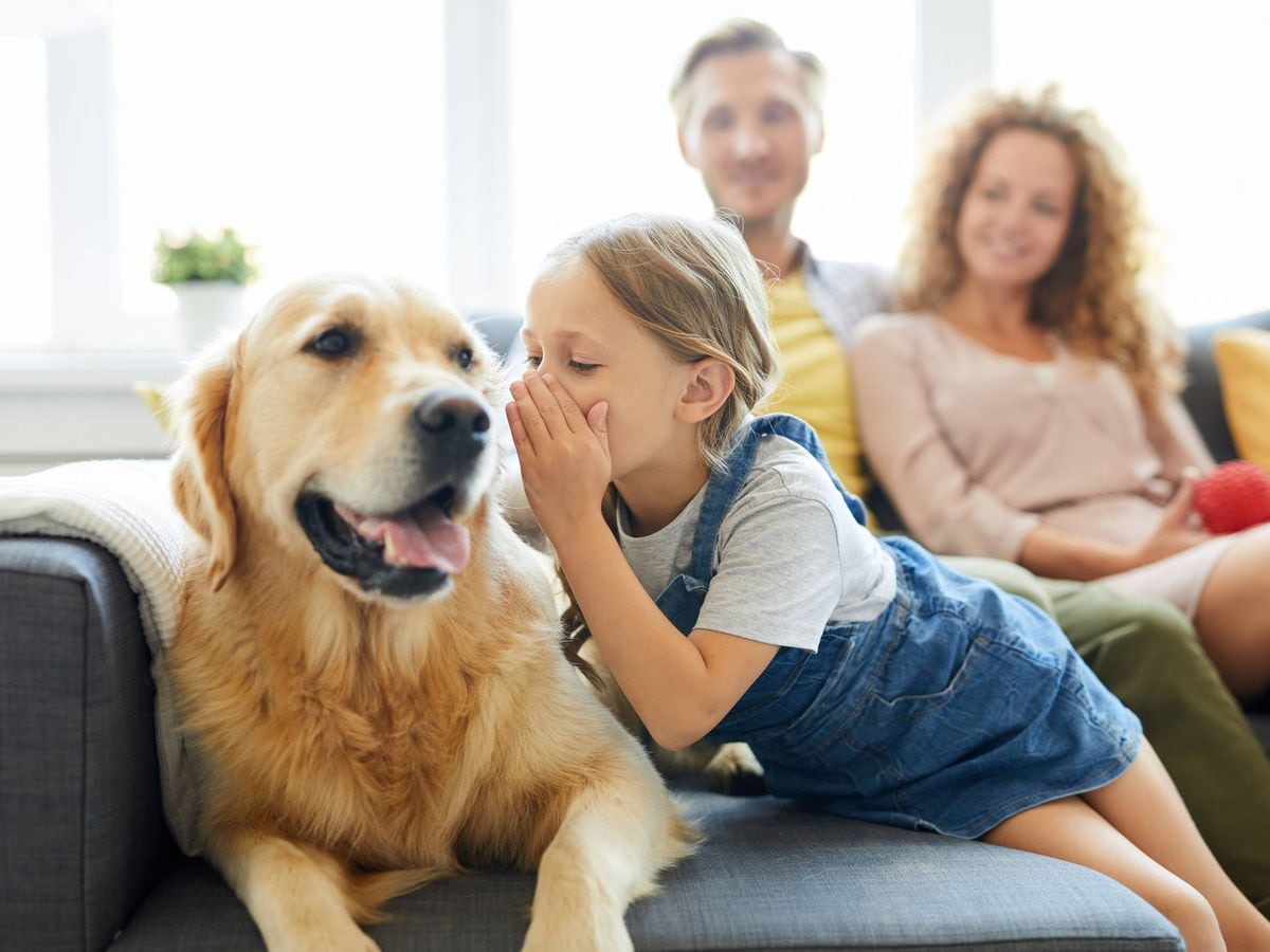 Un estudio reveló el secreto de los perros para reconocer la voz de su amo.