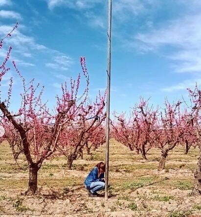 Canopilogger en pleno trabajo en una finca de duraznos