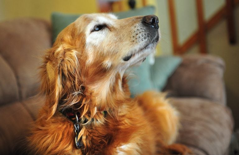 This March 27, 2013 photo shows Wayne Klinkel's golden retriever, Sundance, at their home in Montana City, Mont\u002E Klinkel says his dog ate five $100 bills while he and his wife were on a road trip to visit their daughter\u002E Klinkel says he carefully picked through the dog's droppings, and his daughter recovered more when snow melted\u002E He says he washed the remnants of the bills and taped them together and sent them to the Treasury Department's Bureau of Engraving and Printing with an explanation of what happened\u002E The bureau's website says an \