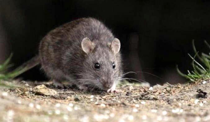 
El ratón colilargo es el que contagia el virus. | Gentileza
   