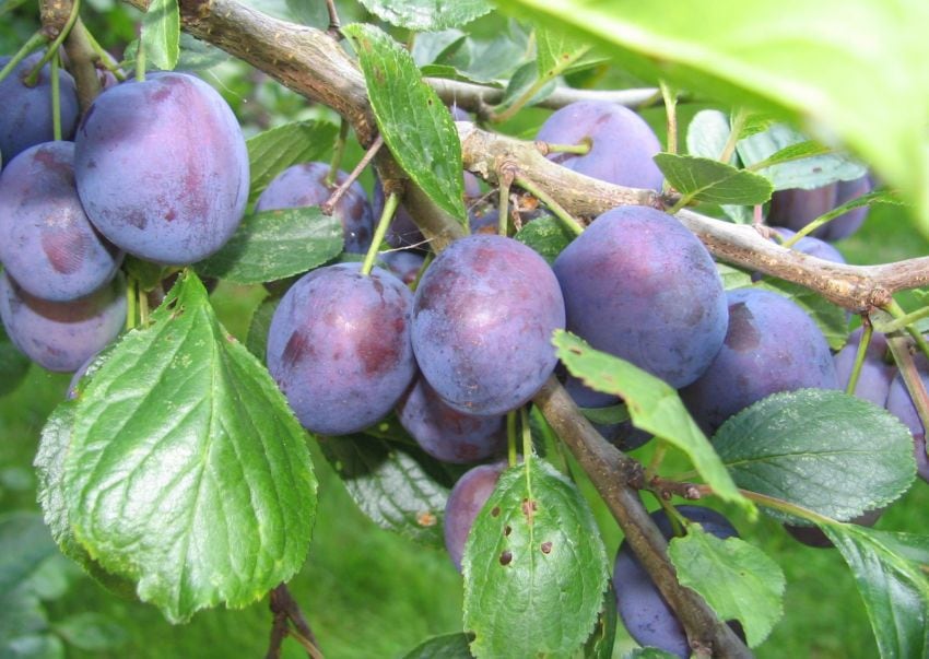 
En algunas zonas productivas las temperaturas mínimas llegaron a ser de unos seis grados bajo cero. | Archivo / Los Andes
   