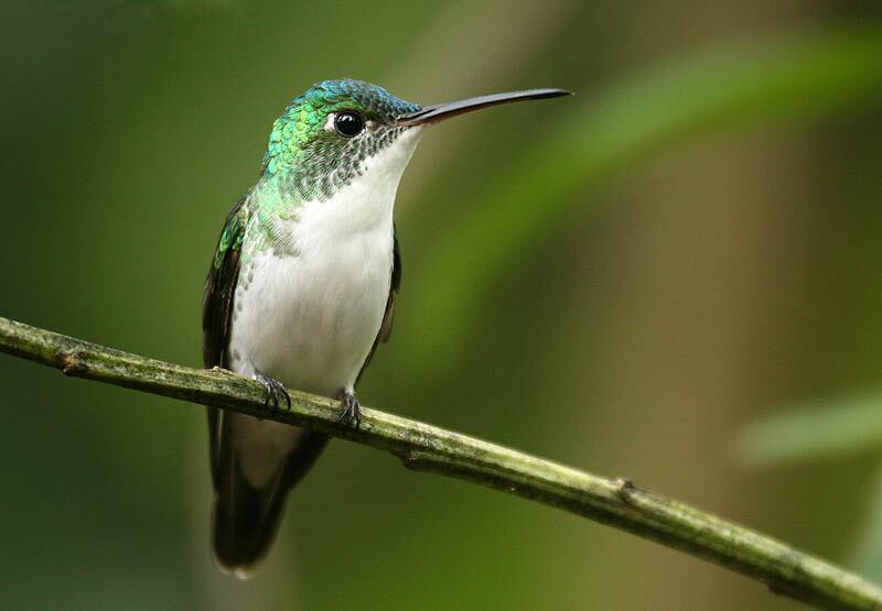 Un ritual de brujería está acabando con los colibríes en México