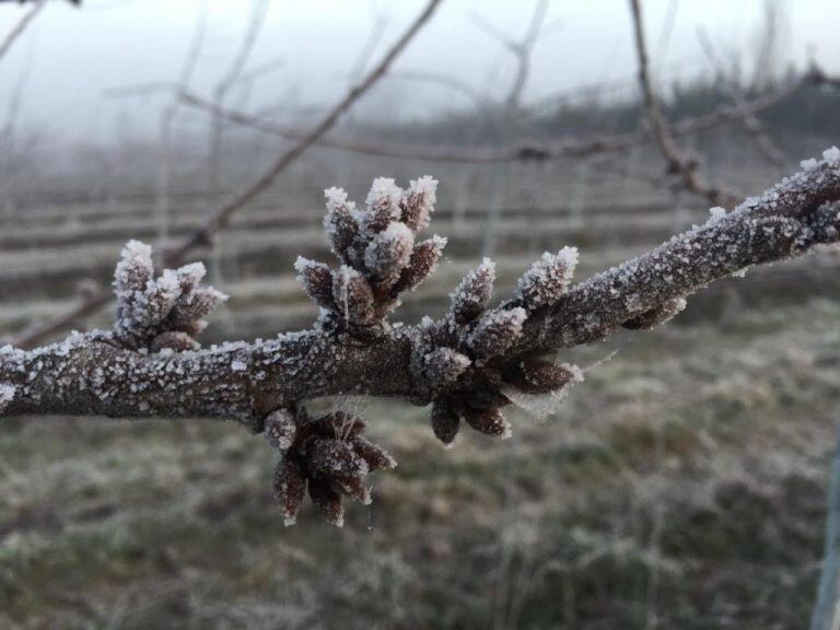 Las heladas tardías y las tormentas de granizo afectaron de distinta manera los oasis mendocinos