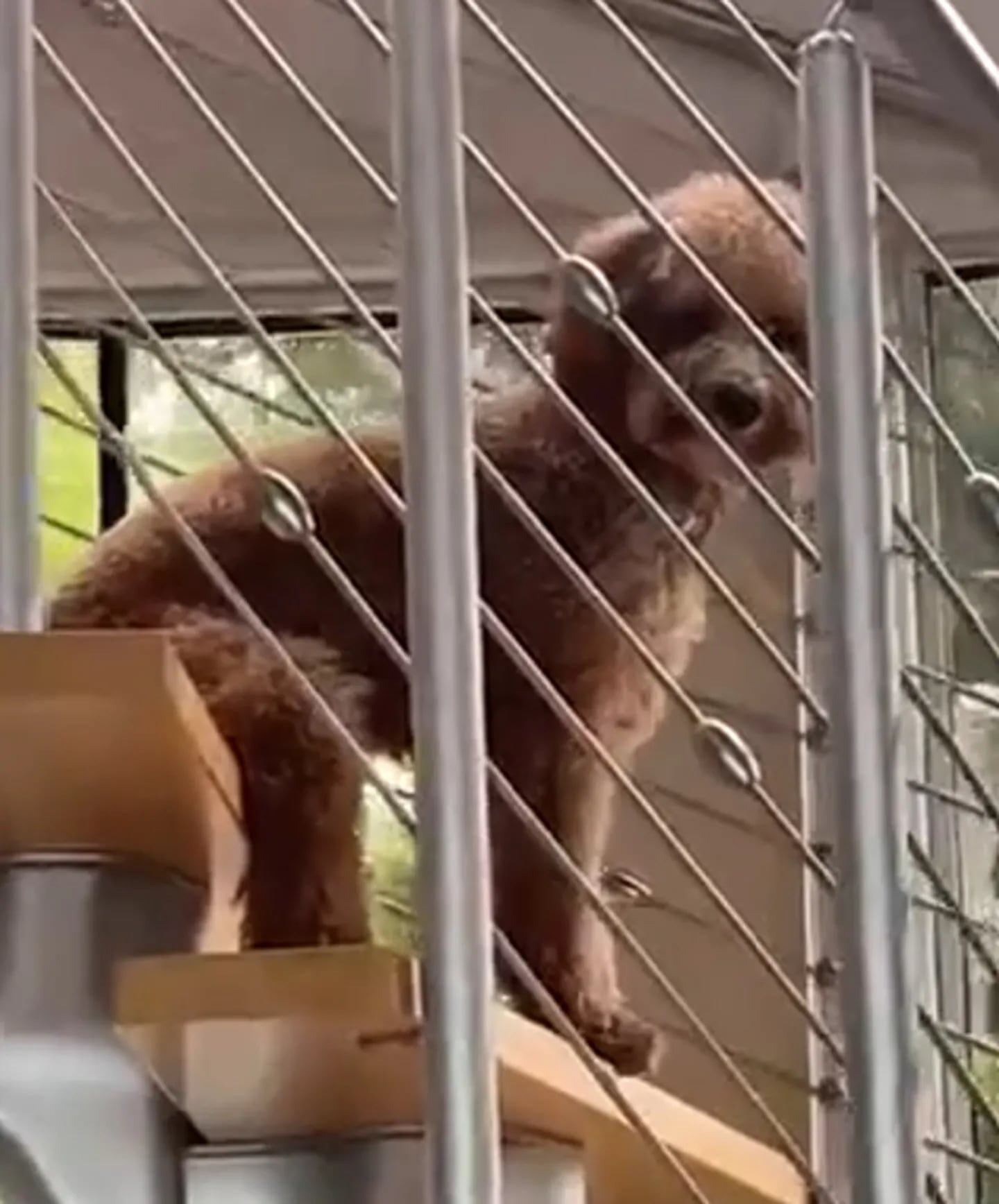 El perro sentado como si fuera un humano. Foto: captura de video @lawrencesky.