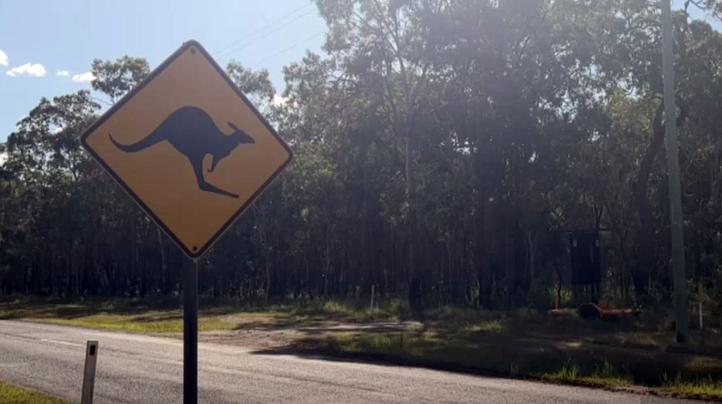 Vecinos de un pueblo australiano viven momentos de tensión debido a la invasión de canguros.