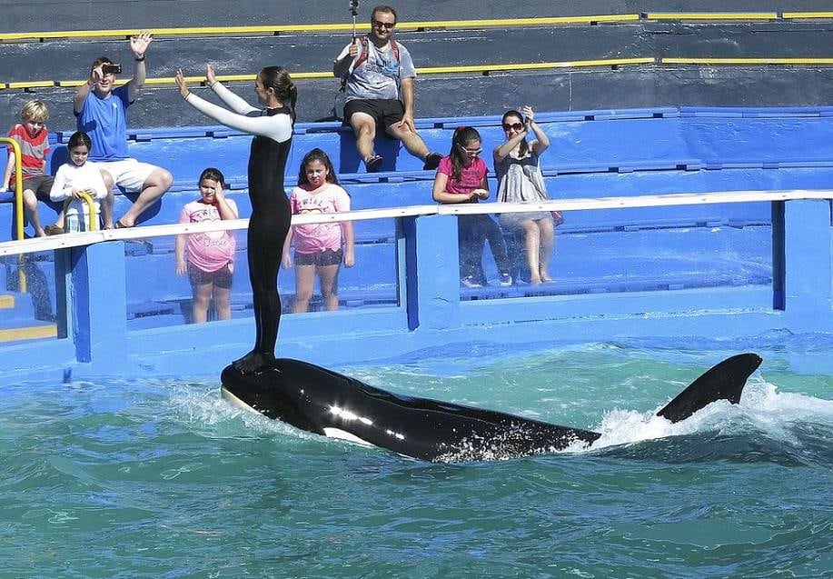 La orca “Lolita” durante una presentación en el acuario de Miami. 