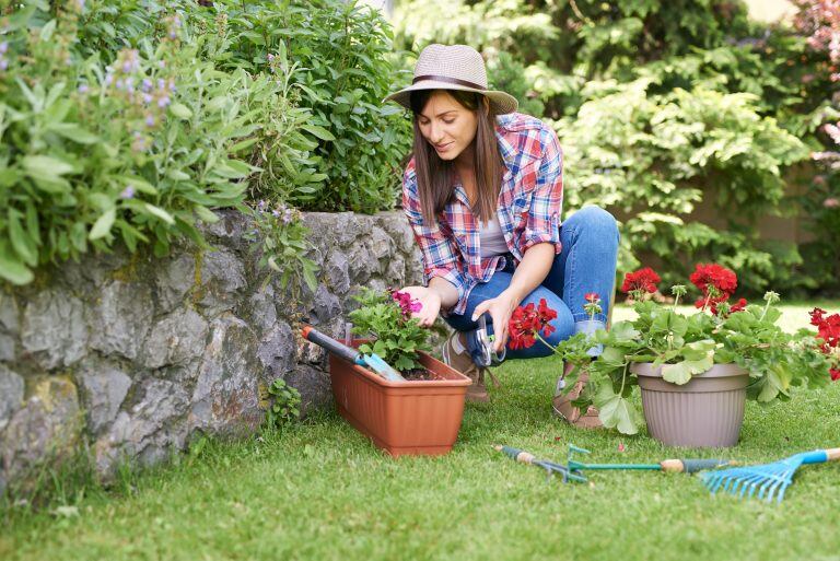 En las provincias patagónicas es tiempo de sembrar en almácigos semillas de florales como alelí, alverjilla, caléndula, clavelina, conejito enano, digitalis y lupinos.
