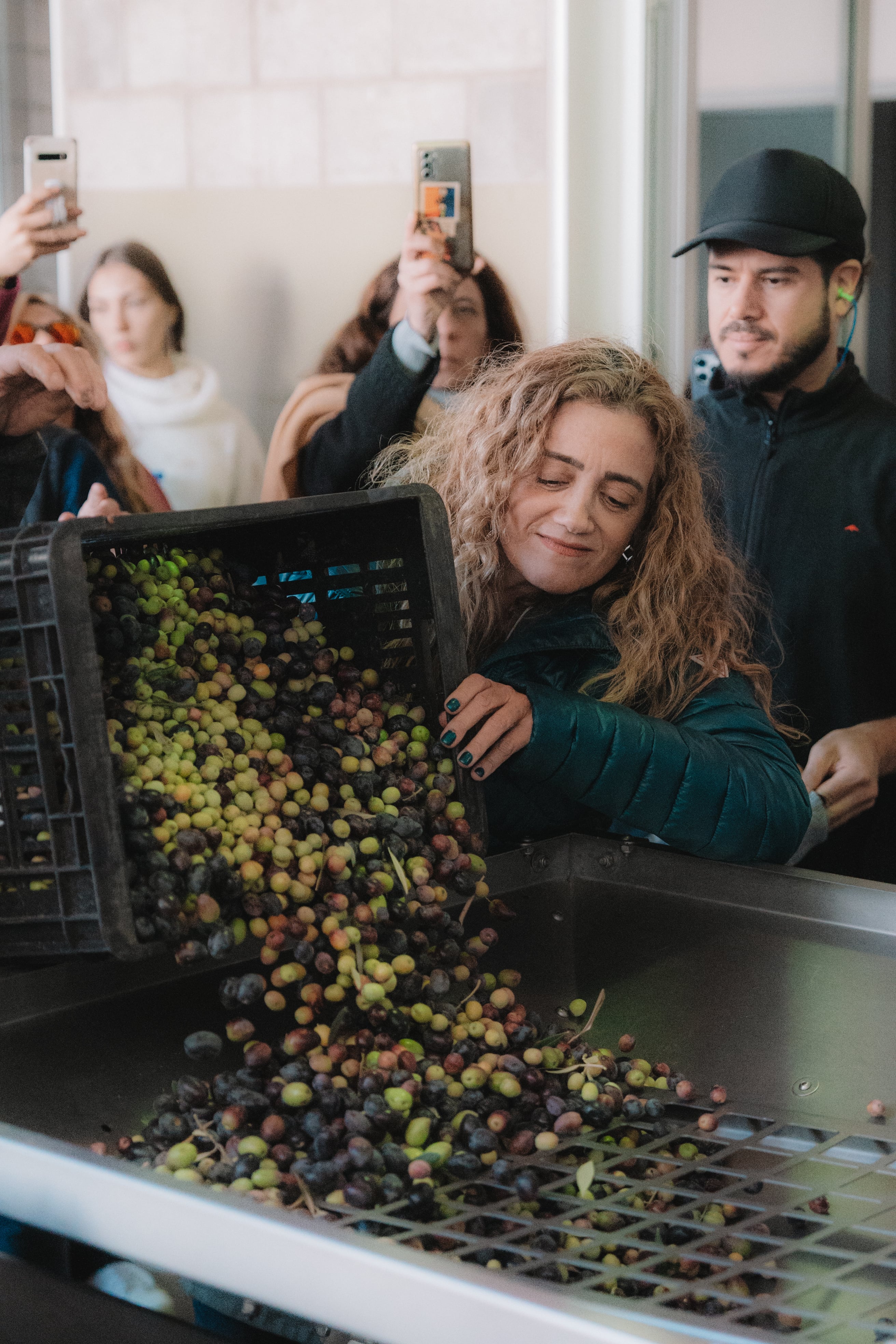 Cosecha de aceitunas realizada por los artistas