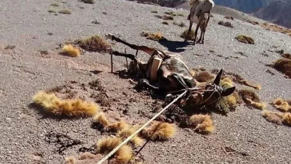 Piden una ley para “abolir el trabajo esclavo” de las mulas en el Aconcagua: ¿cuáles serían las alternativas? Foto: Fundación Cullunche