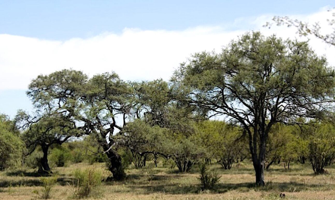 Mitigar el cambio climático desde los bosques de Argentina. Foto: V Congreso Forestal Argentino