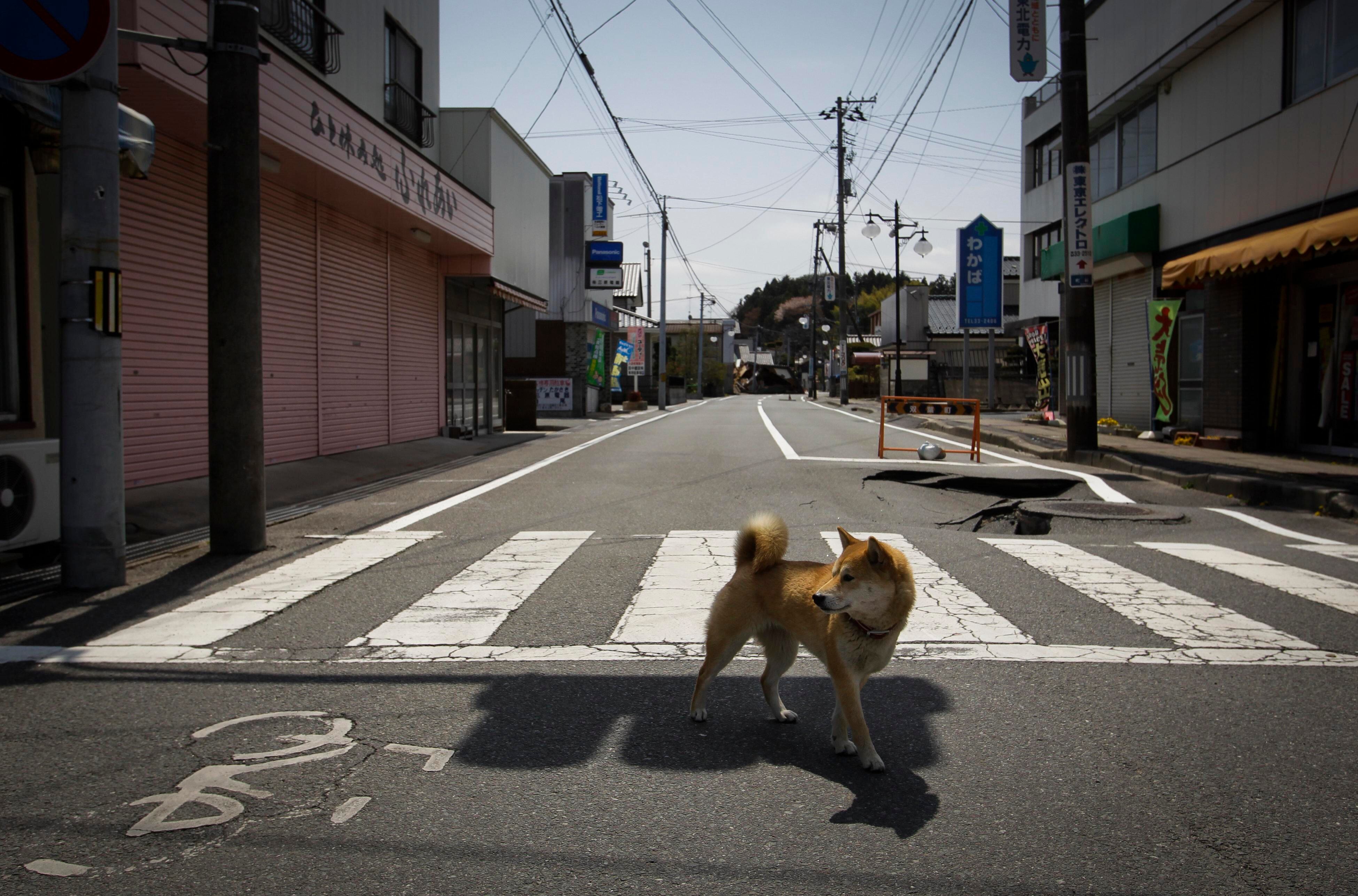 Fukushima: la soledad y el gris.