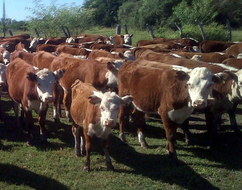 
    Varios productores aseguran que esta actividad todavía puede generar un saldo positivo.
   