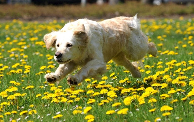 KAS002 STADTALLENDORF (ALEMANIA) 27/04/2010\u002E- Emma, una perra de la raza Golden Retriever, corre por un campo lleno de flores en Stadtallendorf (Alemania) hoy, martes 27 de abril de 2010\u002E Se prevén temperaturas que alcanzarán los 27 grados centígrados lo que apunta a la llegada de la primavera a Alemania\u002E EFE/Uwe Zucchi alemania stadtallendorf emma perro corriendo sobre campo de flores animales perros