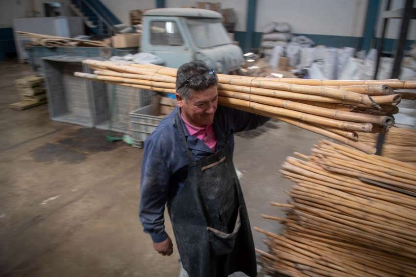 
Proveedor. La materia prima viene de una plantación de cañas en Lavalle | Ignacio Blanco / Los Andes
   