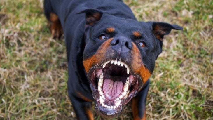 Una mujer misionera percibirá una indemnización de dos millones de pesos por el ataque de dos rottweilers