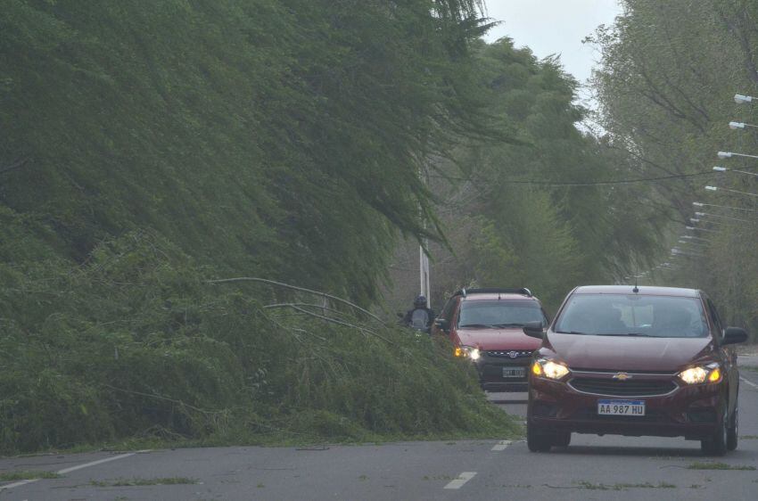 
Arboles caidos sobre ruta 86 en Tupungato | Foto: Claudio Gutiérrez / Los Andes
   