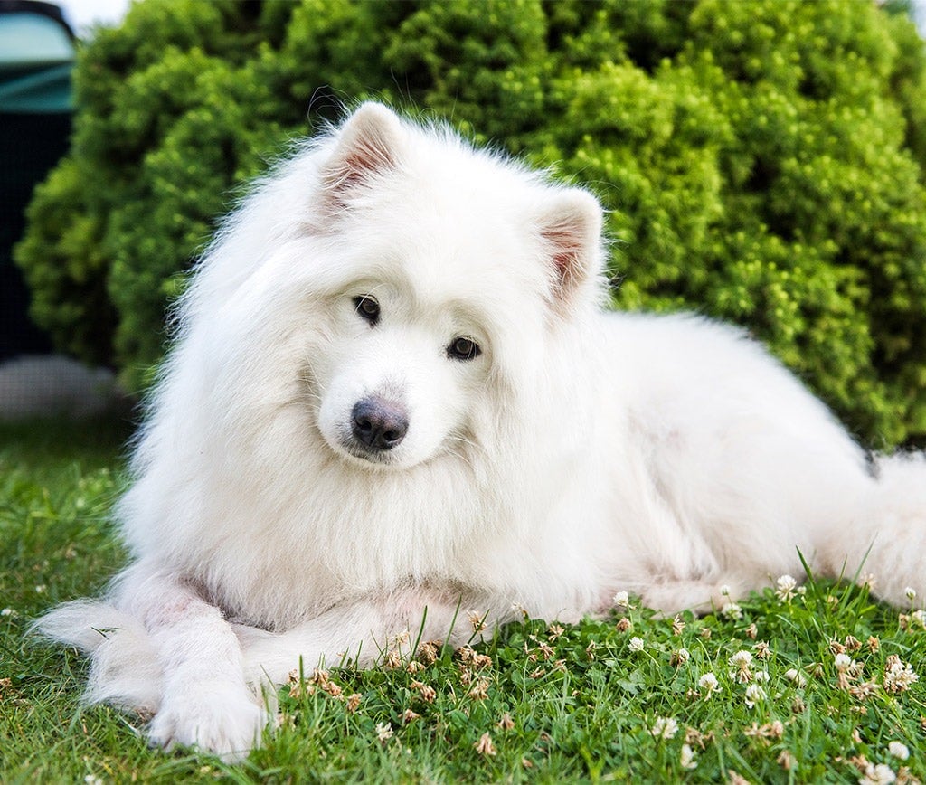 Imágenes del Samoyedo