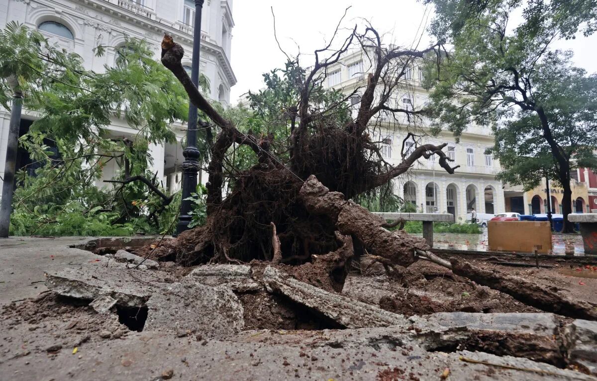 Un árbol arrancado desde sus raices por los poderosos vientos (EFE)