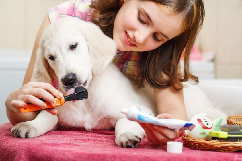 Perros y gatos: ¡a lavarse los dientes!