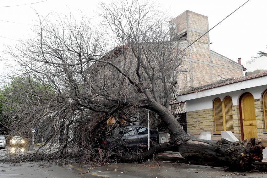 
En el Psaje Las Petunias de Ciudad se cayó un arbol seco (Paraiso) sobre un auto. | Diego Parés / Los Andes
   