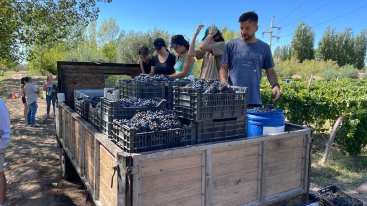 UNCUYO cosmopolita: estudiantes franceses estuvieron en el Liceo Agrícola para conocer la cultura vitivinícola.